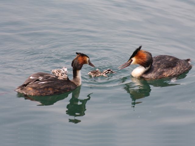 Vinaora Nivo Slider 3.x